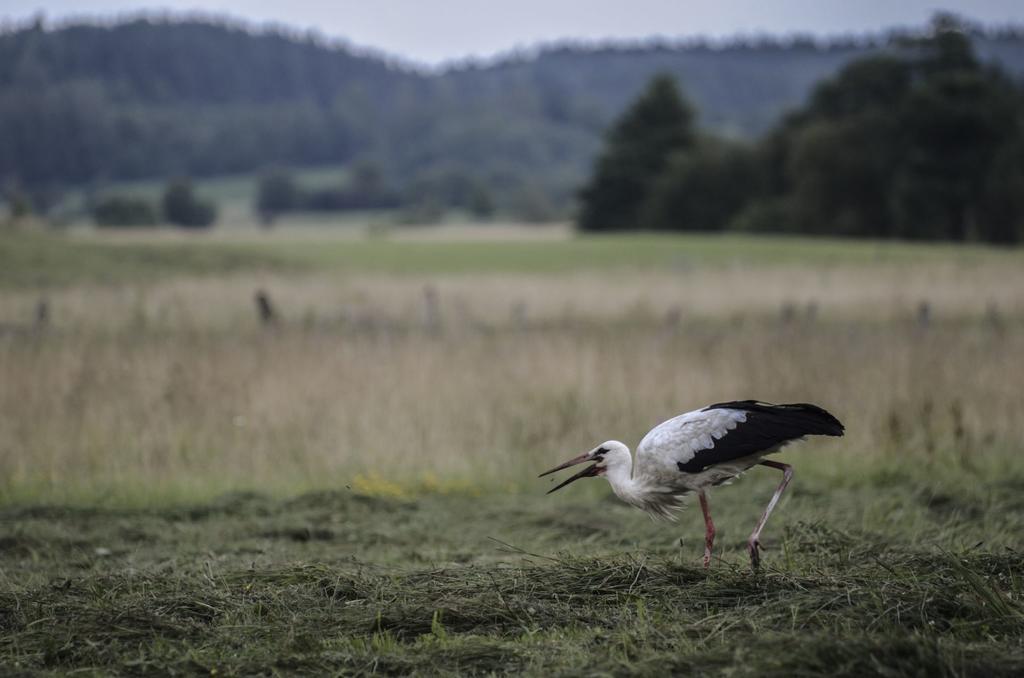 Privatunterkunft Agropensjonat Stregielek Stręgielek